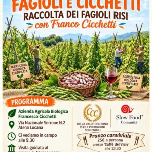 Raccolta dei fagioli RISI